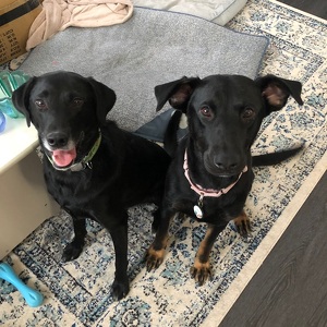 Team Page: We Let the Dogs Out